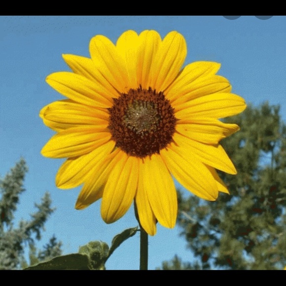sunflowerjane03